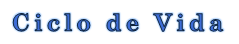 Ciclo de Vida